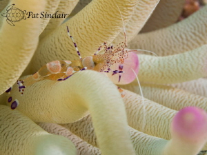 I saw this shrimp and decided to try and shoot it, even t... by Patricia Sinclair 